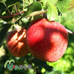 삽당령사과,강원we[삽당령사과]홍로 사과 5kg 15과 강원도 정선 임계 경계 삽당령 박봉서 사과