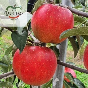 삽당령사과,선물용사과 부사 5kg 19과