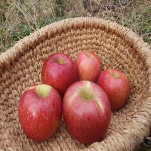 삽당령사과,선물용사과 부사 5kg 19과