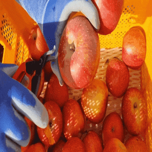 삽당령사과,선물용사과 부사 5kg 17과