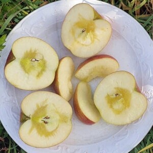 삽당령사과,선물용사과 부사 5kg 17과